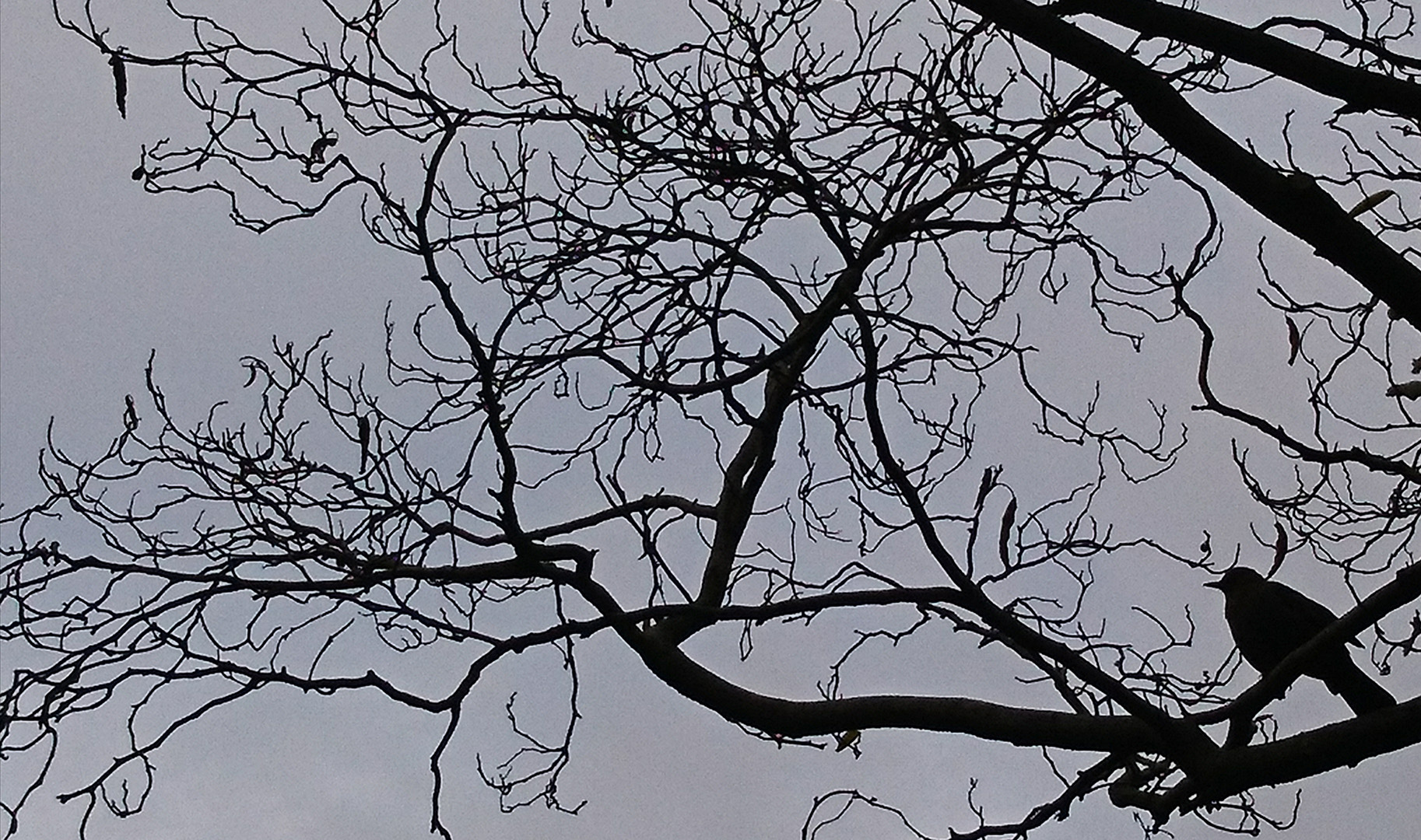 Bird in Tree Shawn Sobers smaller